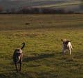 Dog Friendly Campsite North Devon Exmoor | Dogs love it here